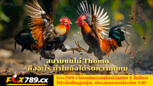 สนามชนไก่-Thomo-คืออะไร-ทำไมถึงได้รับความนิยม